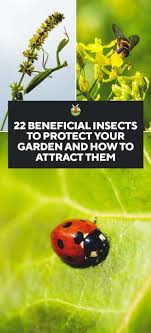 22 beneficial insects to protect your