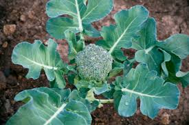 Square Foot Gardening Broccoli The
