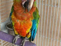 Watch our shamrock macaw buckle grow from tiny baby to flying outdoors. Semi Tame Male Shamrock Macaw In Blackburn On Freeads Classifieds Parrots Classifieds