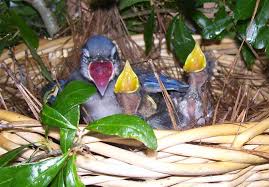 bratt mockingbird is raising baby blue