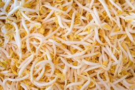 how to grow and use bean sprouts at