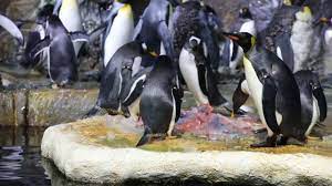 moody gardens penguins predict 2019
