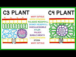 c3 c4 and cam plants do photosynthesis