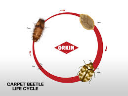 life cycle of carpet beetle phases