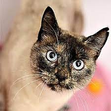 A wide variety of siamese kittens options are available to you, such as sustainable, stocked. Siamese Kittens For Sale In Utah Adoptapet Com