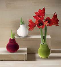 Velvet Covered Amaryllis Wax Bulb - Bordeaux | Wind and Weather