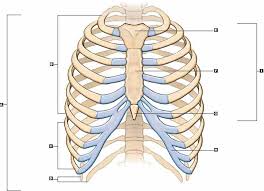 It is formed by the vertebral column, ribs, and sternum and encloses the heart and lungs. Diagram True Ribs Diagram Full Version Hd Quality Ribs Diagram Mapgavediagram Arebbasicilia It