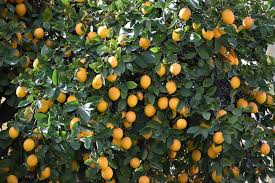 thinking of planting a citrus tree now