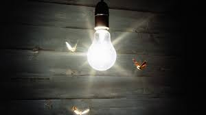 light bulbs for outside to avoid bugs