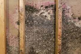 Mold Discovery During Remodeling Next