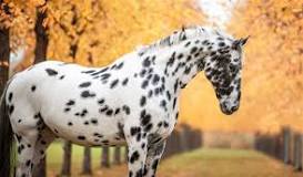 what-is-a-black-and-white-horse-called