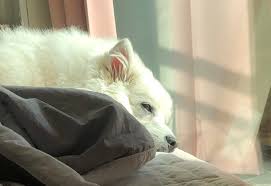 강아지 잠자는 모습, 편안함을 나타내는 건? – 비마이펫 라이프