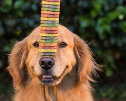 It is a day to encourage people to adopt dogs, instead of buying them from pet stores or shops. International Dog Biscuit Appreciation Day February 23 2022 National Today