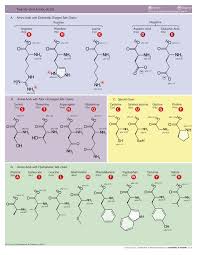 Proteinogenic Amino Acid Wikipedia