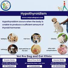 symptoms of hypothyroidism in dogs