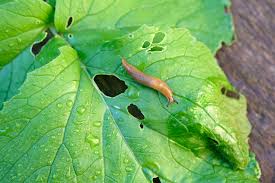 how to get rid of garden slugs 7