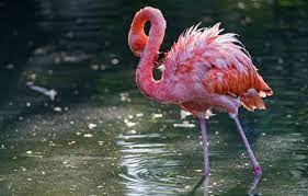 Wallpaper water, bird, pink flamingos ...