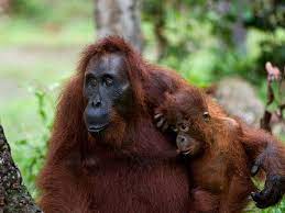 There are a lot of different animals that can be found in the tropical rainforest. Rainforests Animals For Primary Children