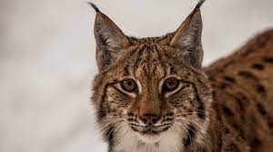 Lynx Big Cat gambar png