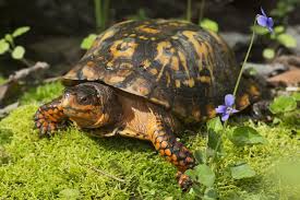 What Your Box Turtle Can And Cant Eat