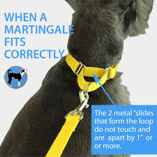 How To Measure And Fit Your Dog For A Martingale Collar