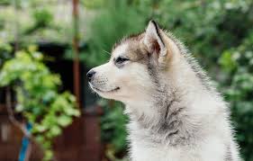 7 Things To Know Before Getting An Alaskan Malamute Animalso