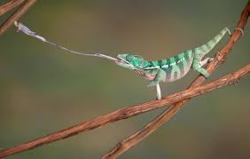 Image result for chameleons pets