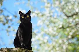 Did you scroll all this way to get facts about bombay cat? Are All Black Cats Bombay Cats