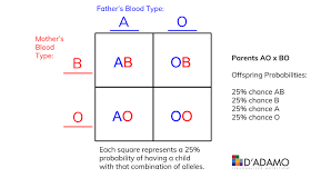 Thank Your Dad For Your Blood Type The Science Of Abo