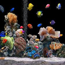aquarium aquarium fish hd phone