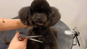 amazing toy poodle puppy grooming how