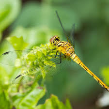 dragonfly s spiritual meaning what