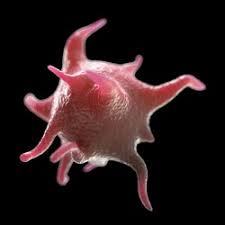 Image result for Platelets