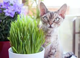 It is also easy to grow from seed and can be grown in pots, which makes it an ideal snack for indoor cats. What Is Cat Grass Learn How To Grow Cat Grass Indoors Petmd