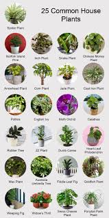 25 common house plants clics and