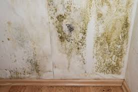 Mold In Your House