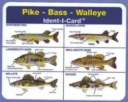 What Are The Differences Between Walleye And Bass Quora