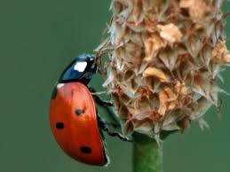 good vs bad ladybugs in your garden