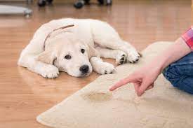 pet stain carpet cleaning service in