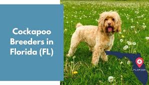 We raise quality cockapoos in central indiana. 2 Cockapoo Breeders In Florida Fl Cockapoo Puppies For Sale Animalfate
