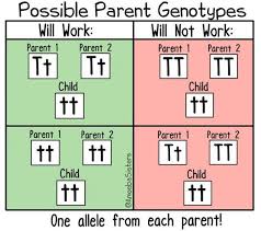 Alleles and genes amoeba sisters answer key. For A Child With A Mendelian The Amoeba Sisters
