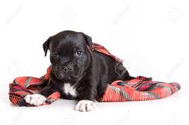 English staffordshire bull terrier puppy in decorative collar with butterfly lying on white wool carpet. Black Puppy Of A Staffordshire Terrier And A Red Scarf Isolated Stock Photo Picture And Royalty Free Image Image 87443618