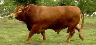 Zebus, sometimes known as humped cattle or brahman cattle, are a type of domestic cattle originating in south asia. Red Brangus Wikipedia