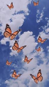 Aesthetic photo aesthetic pictures simple aesthetic butterfly migration butterfly wallpaper monarch butterfly beautiful butterflies wall beautiful monarch butterflies ~ see them up close in their ca. Aesthetic Cellphone ð¾ð'œð'šð'œð'Ÿð''ð'ð'– Butterfly Wallpaper Iphone Butterfly Wallpaper Trippy Wallpaper