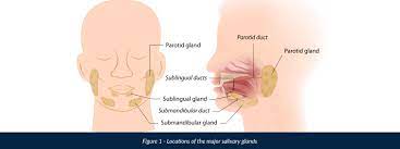 salivary gland lumps understanding