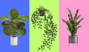 where to for faux plants