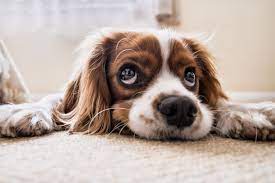 how to remove dog odor from carpet