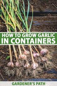 Grow Garlic In Pots And Containers