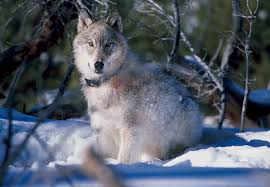 Wolf numbers in the park have fluctuated in the past 25 years, rising as high as about. Has The Reintroduction Of Wolves Really Saved Yellowstone Popular Science