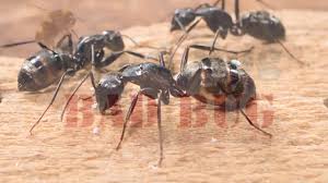 carpenter ants ant identification